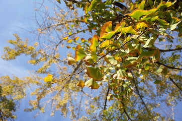 Yellow autumn leaves of Ginkgo
