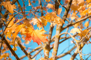 Autumn maple tree in sunlight, closeup