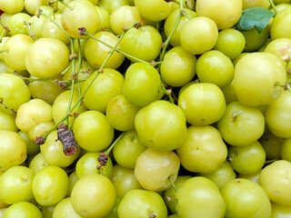 tasty and healthy star gooseberry stock on shop