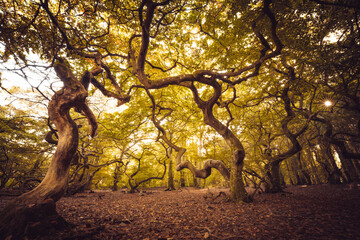 Fototapeta na wymiar Dwarf beech tree’s in a forest in autumn in Sweden. It is also known as twisted beech or parasol beech Fagus sylvatica Tortuosa.