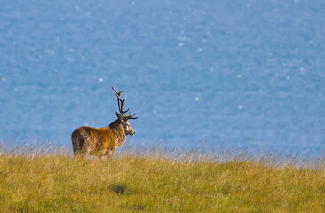 Red deer stag overlooking the sea on Jura, Hebrides, Scotland