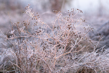 Autumn grass in frost needles. Morning frost. Rime. Late fall. First Morning freeze.