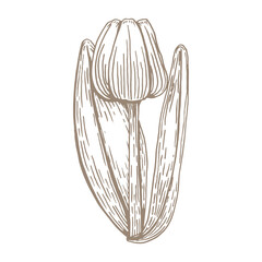Spring flower tulip line art. Hand drawn vector illustration. Botanical graphics simple sketch. Floral design element isolated.