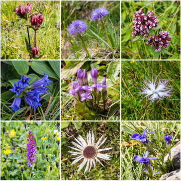Alpine flora Series V (from top left: purple gentian, heart-leaved globe daisy; wild marjoram; willow gentian; field gentian; fringed pink, broad-leaved marsh orchid; silver thistle; fringed gentians)