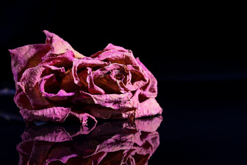 A dry red rose lies on a black mirrored background, reflected in it.