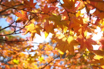 Naklejka na ściany i meble Red autumn leaves of Japanese Maple 