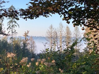Aus Tal aufsteigender Nebel im Herbst im Bergischen Land
