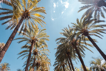 Fototapeta na wymiar Tall palm trees on Promenade de la Croisette in Cannes