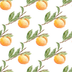 Peaches on a branch. Watercolor illustration.