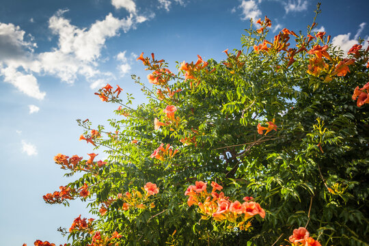 Campsis grandiflora, cka Chinese trumpet vine