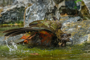 Colorful kea while bathing in water