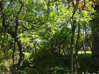 枝が絡まり鬱蒼とした風景