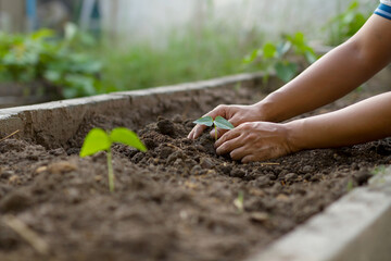Beginner of farmer planting a seedling of bean in a soil mixed compost at home garden. Home...
