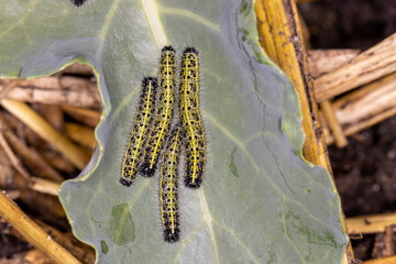 Close up of caterpillars on green leaf in vegetable garden