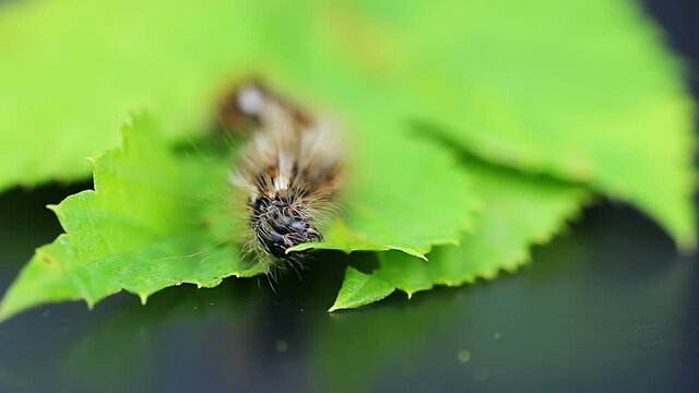 Grass moth, acronicta rumicis larvae, caterpillar eating leaves. Macro animal