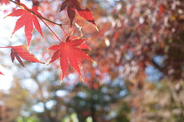 Red autumn leaves of Japanese Maple
