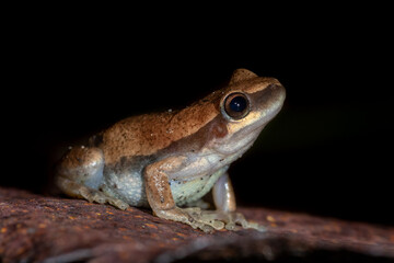 Desert tree frog (Litoria rubella) isolated on a black background at night. Ravenshoe, Queensland, Australia