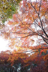 Red autumn leaves of Japanese Maple
