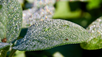 Wassertröpfchen
