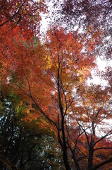 Red autumn leaves of Japanese Maple
