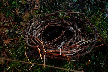 Preparing the vine by twisting for the winter period