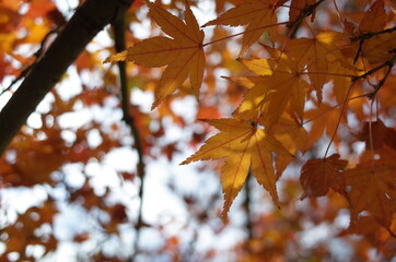 Red autumn leaves of Japanese Maple
