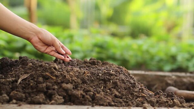 Hands sowing a seed on soil mixed compost at home garden. Agriculture and Gardening concept.