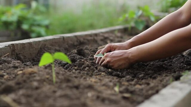 Beginner of farmer planting a seedling of bean in a soil mixed compost at home garden. Home gardening concept.