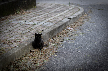 Gato preto na rua