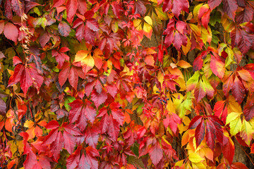 Naklejka na ściany i meble autumn leaves background, background of leaves