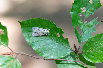 Sycamore moth Acronicta aceris sitting on a Beech leaf