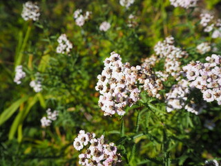 白い野草の花のクローズアップ