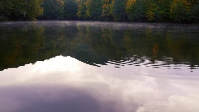 Reflection of trees with yellowed leaves in autumn in the water.