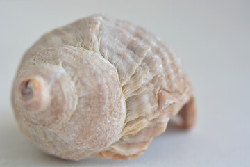 Light marine background with a seashell in the center. - 461982403