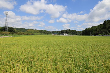 Obraz premium 田園風景 