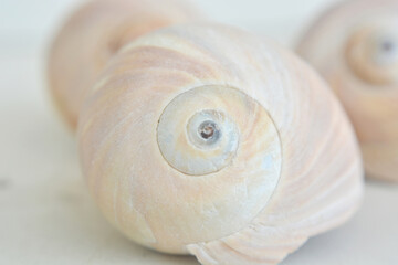 Light seashell with a spiral on a light background. - 461982475