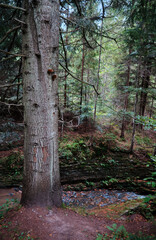 Tree trunk in the forest.