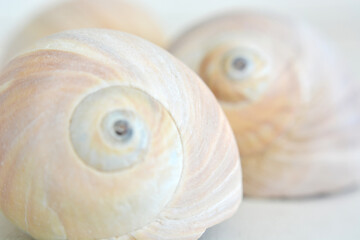 Light, blurred background with two large seashells