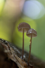 Mycena inclinata growing on a fallen oak branch