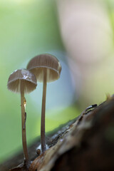 Mycena inclinata growing on a fallen oak branch