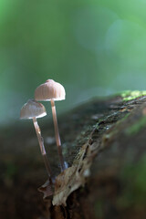 Mycena inclinata growing on a fallen oak branch
