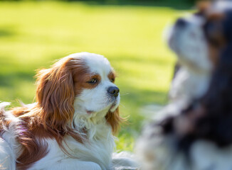 A Cavalier King Charles Spaniel dog outdoor
