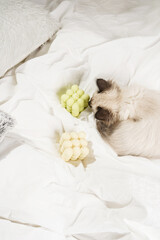 Fototapeta na wymiar A small beige colored ragdoll baby kitten cat on white sheets smelling on white and green bubble candles