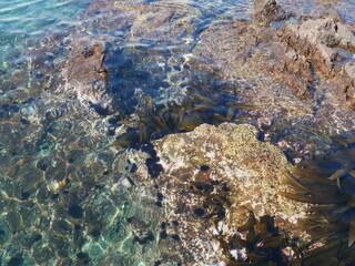 水中にうかぶ利尻昆布とウニ