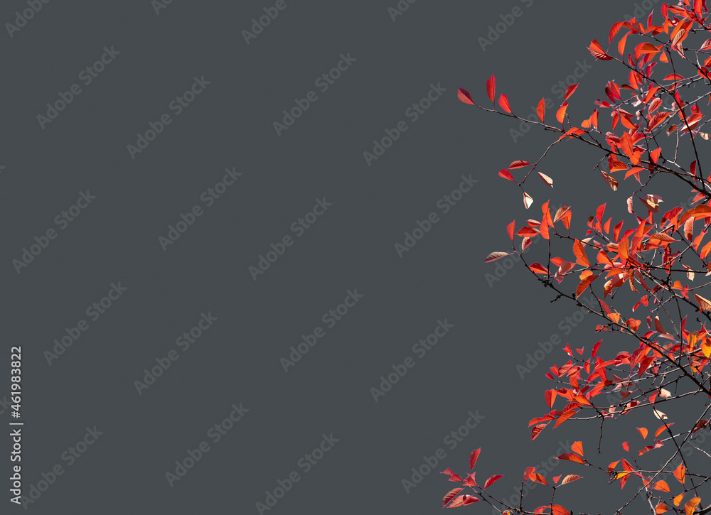 Wall mural branches of trees with bright red autumn leafy on gray background. minimalist fall composition with 