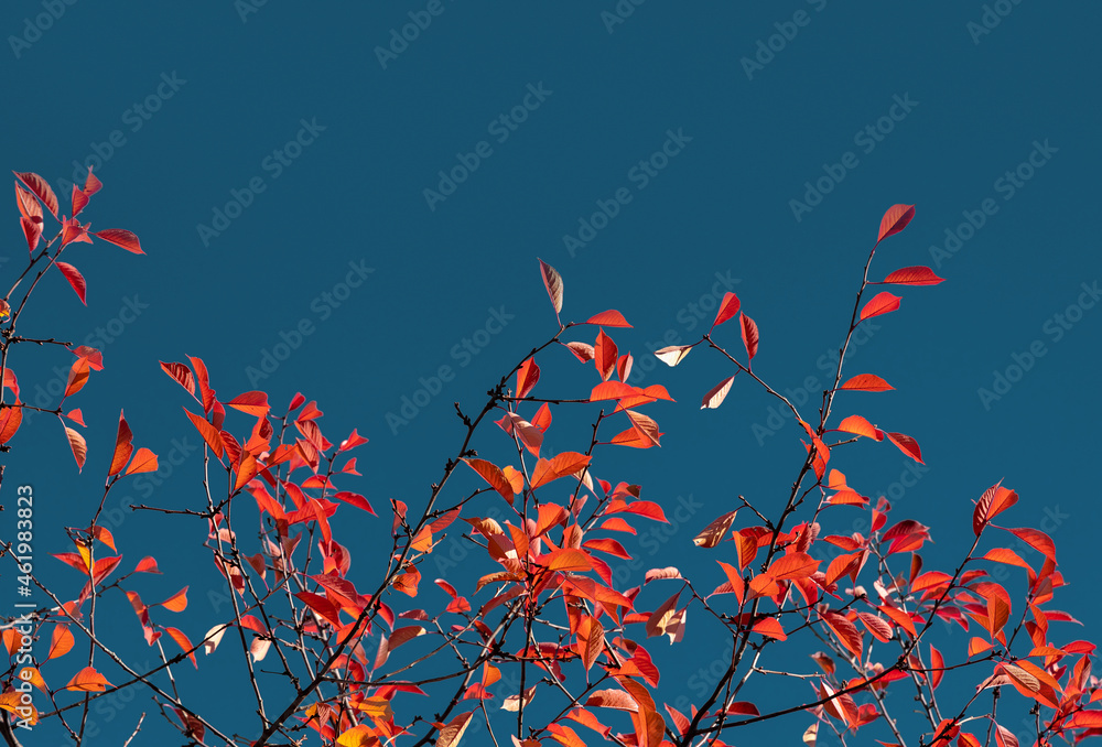 Wall mural branches of trees with bright red autumn leafy on navy blue background with copy space.