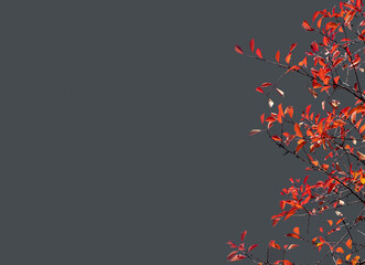 Branches of trees with bright red autumn leafy on gray background. Minimalist fall composition with copy space.