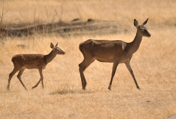 Red deer female with fawn in a pasture.