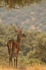 Cervus elaphus, Red deer in Mediterranean forest in Spain.