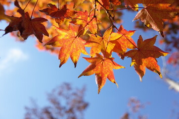 Naklejka na ściany i meble Red autumn leaves of Japanese Maple 
